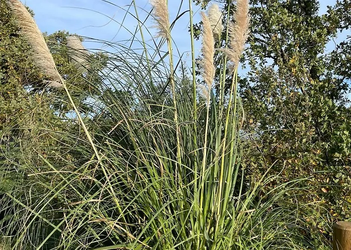 Doux-jasmin *
